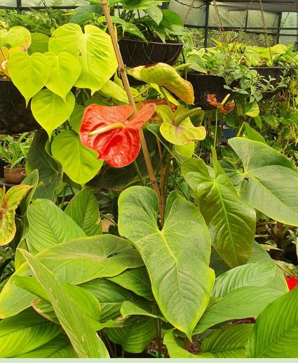 Anthuriums under shade netting