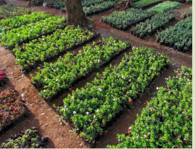 Rows of shrubs in nursery beds