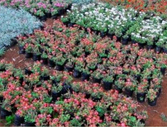 Flowering ground cover in nursery beds