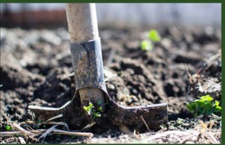 Spade turning soil during planting